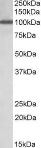 Anti-NUP107 Antibody (A84836) (1 µg/ml) staining of Peripheral Blood Lymphocytes lysate (35 µg protein in RIPA buffer). Primary incubation was 1 hour. Detected by chemiluminescence