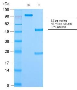 Antibody A254203-100 100 µg