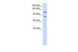 Anti-CEBPZ Rabbit Polyclonal Antibody