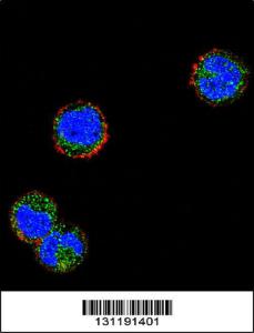 Anti-KLRC1 Rabbit Polyclonal Antibody (HRP (Horseradish Peroxidase))