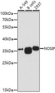 Western blot analysis of extracts of various cell lines, using Anti-NOSIP Antibody (A8508) at 1:1,000 dilution