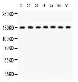 Anti-SAP97 Rabbit Polyclonal Antibody