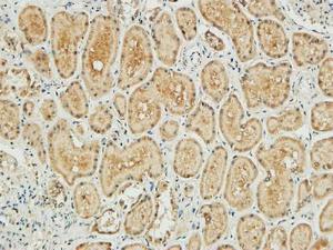 Immunohistochemical analysis of paraffin-embedded human kidney using Anti-NM23-H1 Antibody