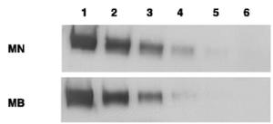 Anti-MSLN Mouse Monoclonal Antibody [clone: MN-1]