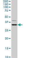 Anti-HEYL Mouse Monoclonal Antibody [clone: 4A11]