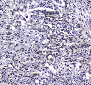 Anti-GFI1 Polyclonal Antibody