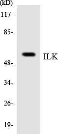 Anti-Integrin linked ILK Rabbit Polyclonal Antibody