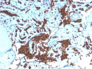 Immunohistochemical analysis of formalin-fixed, paraffin-embedded human placenta using Anti-Glycophorin A Antibody [GYPA/3219R]