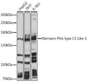 Western blot analysis of extracts of various cell lines, using Anti-Niemann Pick C1 Like 1 / NPC1L1 Antibody (A8514) at 1:1,000 dilution. The secondary antibody was Goat Anti-Rabbit IgG H&L Antibody (HRP) at 1:10,000 dilution.