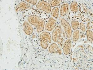 Immunohistochemical analysis of paraffin-embedded human kidney using Anti-NM23-H1 Antibody