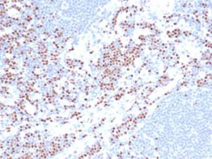 Immunohistochemical analysis of formalin-fixed, paraffin-embedded human lymph node using Anti-LEF1 Antibody [LEF1/422R] (2µg/ml). Note, nuclear staining of non-germinal center cells.