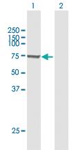 Anti-SWAP70 Rabbit Polyclonal Antibody