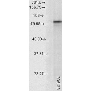 Western blot analysis of rat tissue lysate showing detection of Hsp90 alpha protein using Anti-HSP90 alpha Antibody [2G5.G3] (A305031) at 1:1000 for 2 hours at room temperature. Load: 15 µg. Block: 1.5% BSA for 30  minutes at room temperature.