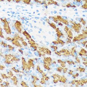 Immunohistochemistry analysis of paraffin-embedded mouse pancreas using Anti-CTRL Antibody [ARC2218] (A306145) at a dilution of 1:100 (40x lens)