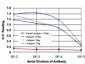 Anti-HSP90AB1 Mouse Monoclonal Antibody [clone: 1D9]