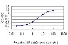 Anti-HEYL Mouse Monoclonal Antibody [clone: 4A11]