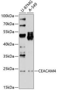 Western blot analysis of extracts of various cell lines, using Anti-pan CEACAM Antibody (A8515) at 1:1,000 dilution. The secondary antibody was Goat Anti-Rabbit IgG H&L Antibody (HRP) at 1:10,000 dilution. Lysates/proteins were present at 25µg per lane.