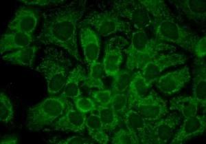 Immunocytochemistry/Immunofluorescence analysis of human HaCaT cells, fixed in cold 100% methanol for 10  minutes at -20°C, using Anti-HSP90 alpha Antibody [2G5.G3] (A305031), at 1:100 for 1 hour at room temperature