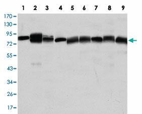 Anti-HSP90AB1 Mouse Monoclonal Antibody [clone: 1D9]