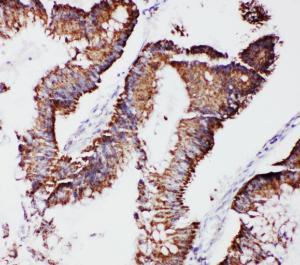 Anti-mtTFA Rabbit Polyclonal Antibody