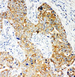 Anti-NOX5 Rabbit Polyclonal Antibody