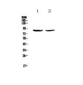 Anti-SLC26A4 Polyclonal Antibody