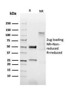 Antibody A254204-100 100 µg