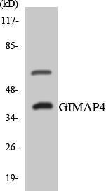 Anti-GIMAP4 antibody