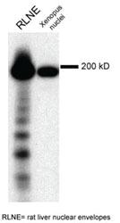 Anti-NUP210 Rabbit Polyclonal Antibody