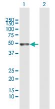 Anti-TRAF1 Rabbit Polyclonal Antibody