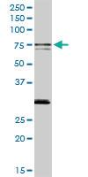 Anti-SWAP70 Rabbit Polyclonal Antibody