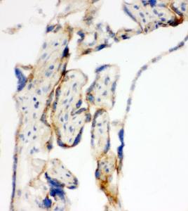 Anti-mtTFA Rabbit Polyclonal Antibody