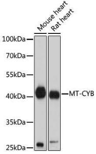 Anti-MT-CYB antibody