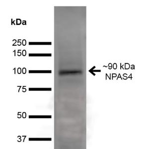 Western blot analysis of rat brain showing detection of ~90 kDa NPAS4 protein using Anti-NPAS4 Antibody [S408-79] (A305032) at 1:1,000 for 16 hours at 4°