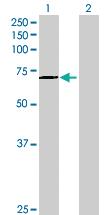 Anti-INTS9 Mouse Polyclonal Antibody