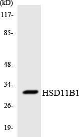 Western blot analysis of the lysates from HUVEC cells using Anti-HSD11B1 Antibody