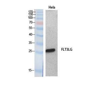 Western blot analysis of extracts from HeLa cells using Anti-FLT3LG Antibody