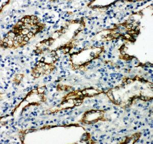 Anti-Aquaporin 4 Rabbit Polyclonal Antibody