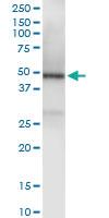 Anti-TRAF1 Rabbit Polyclonal Antibody