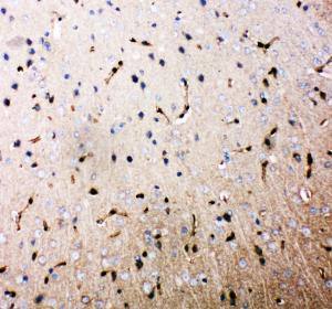 Anti-Aquaporin 4 Rabbit Polyclonal Antibody