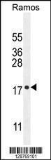 Anti-C11orf53 Rabbit Polyclonal Antibody