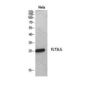 Western blot analysis of HeLa cells using Anti-FLT3LG Antibody