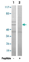 Anti-PAK1 Rabbit Polyclonal Antibody