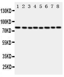 Anti-Cytochrome P450 Reductase Rabbit Polyclonal Antibody