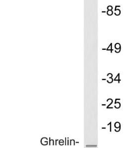 Antibody anti-GHRELIN 100 µg