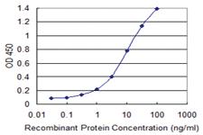 Anti-BCL2L10 Mouse Monoclonal Antibody [clone: 1B11]