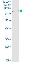 Anti-SWAP70 Rabbit Polyclonal Antibody