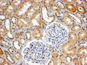 Anti-WRNIP1 Antibody (A83227) (4 µg/ml) staining of paraffin embedded Human Kidney. Steamed antigen retrieval with Tris/EDTA buffer pH 9, HRP-staining