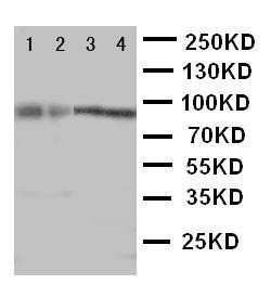 Anti-Cullin3 Rabbit Polyclonal Antibody