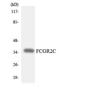 Western blot analysis of the lysates from HeLa cells using Anti-FCGR2C Antibody